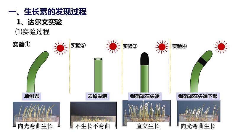 5.1《植物生长素》课件05