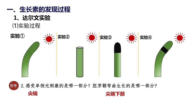 5.1《植物生长素》课件07