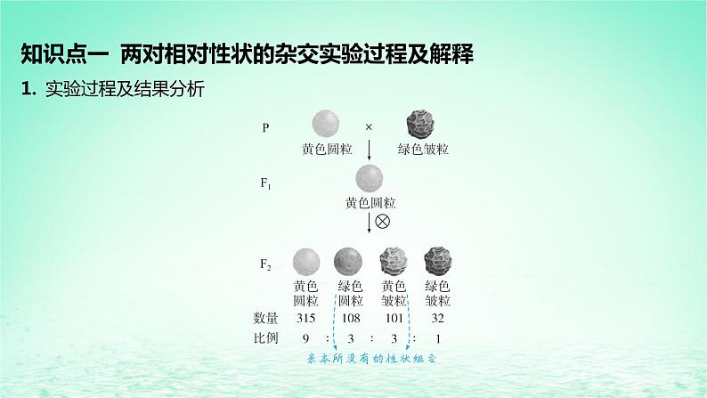 江苏专版2023_2024学年新教材高中生物第1章遗传因子的发现第2节孟德尔的豌豆杂交实验二第1课时孟德尔两对相对性状的杂交实验过程解释及验证课件新人教版必修205