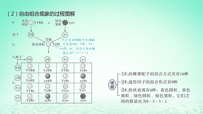 江苏专版2023_2024学年新教材高中生物第1章遗传因子的发现第2节孟德尔的豌豆杂交实验二第1课时孟德尔两对相对性状的杂交实验过程解释及验证课件新人教版必修208