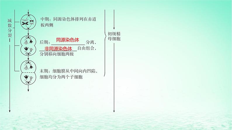 江苏专版2023_2024学年新教材高中生物第2章基因和染色体的关系第1节减数分裂和受精作用第1课时减数分裂课件新人教版必修207