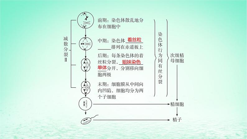 江苏专版2023_2024学年新教材高中生物第2章基因和染色体的关系第1节减数分裂和受精作用第1课时减数分裂课件新人教版必修208