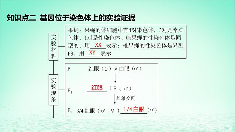 江苏专版2023_2024学年新教材高中生物第2章基因和染色体的关系第2节基因在染色体上课件新人教版必修2第8页