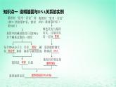 江苏专版2023_2024学年新教材高中生物第3章基因的本质第4节基因通常是有遗传效应的DNA片段课件新人教版必修2