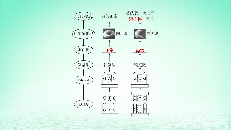 江苏专版2023_2024学年新教材高中生物第5章基因突变及其他变异第1节基因突变和基因重组第1课时基因突变课件新人教版必修2第6页