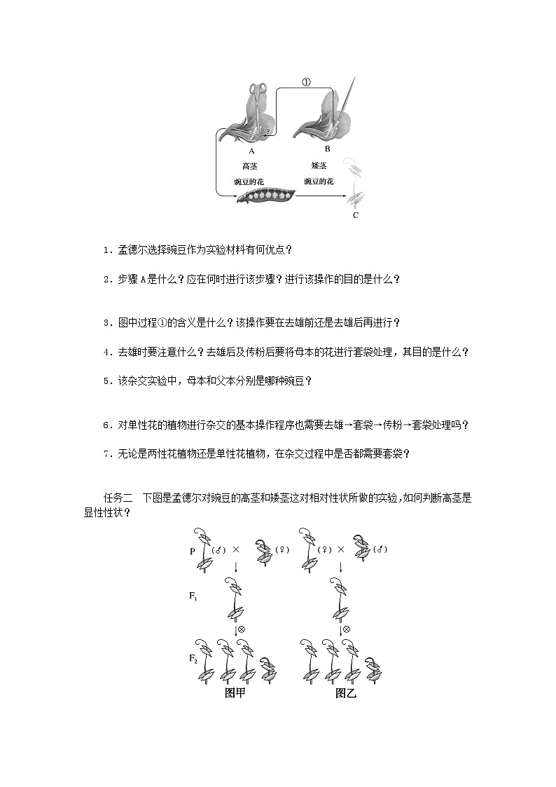 2024版新教材高中生物第1章遗传因子的发现第1节孟德尔的豌豆杂交实验一第1课时豌豆杂交实验过程及解释学生用书学案新人教版必修202