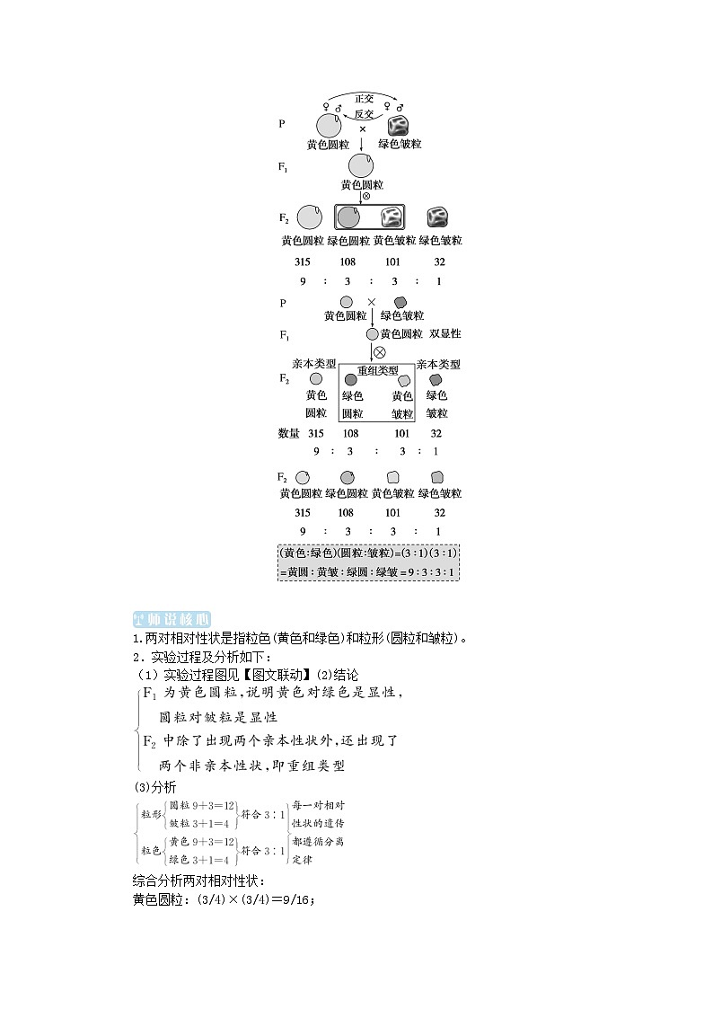 2024版新教材高中生物第1章遗传因子的发现第2节孟德尔的豌豆杂交实验二第1课时两对相对性状的杂交实验1学生用书学案新人教版必修203