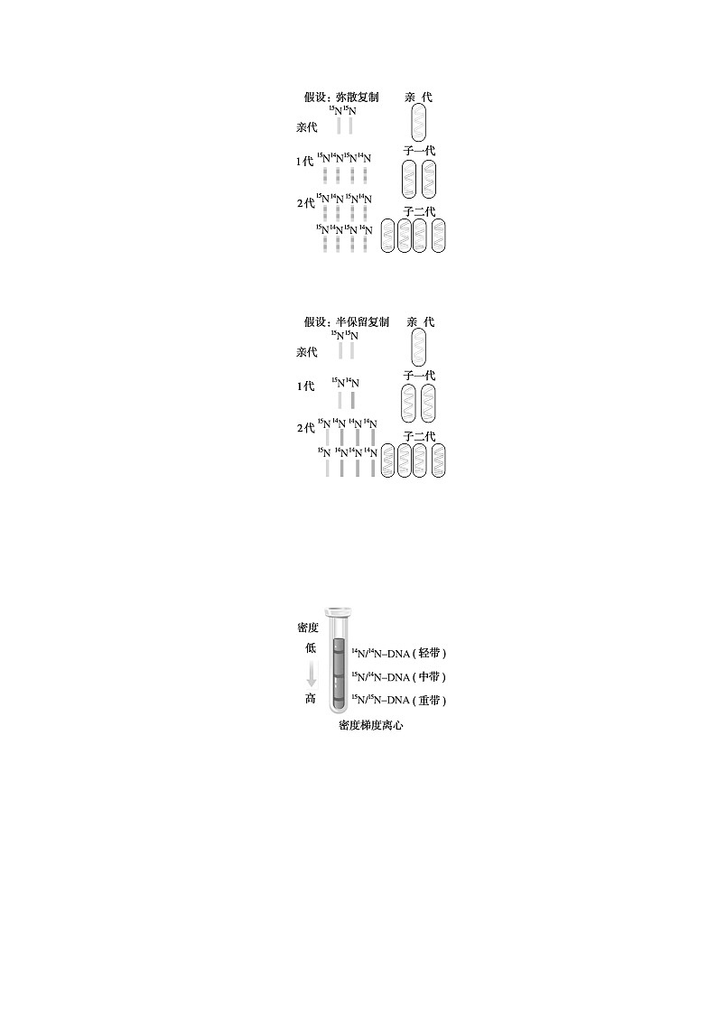 2024版新教材高中生物第3章基因的本质第3节DNA的复制学生用书学案新人教版必修203