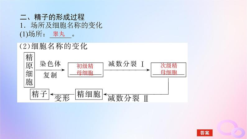 2024版新教材高中生物第2章基因和染色体的关系第1节减数分裂和受精作用第1课时减数分裂与精子和卵细胞的形成过程课件新人教版必修2第6页