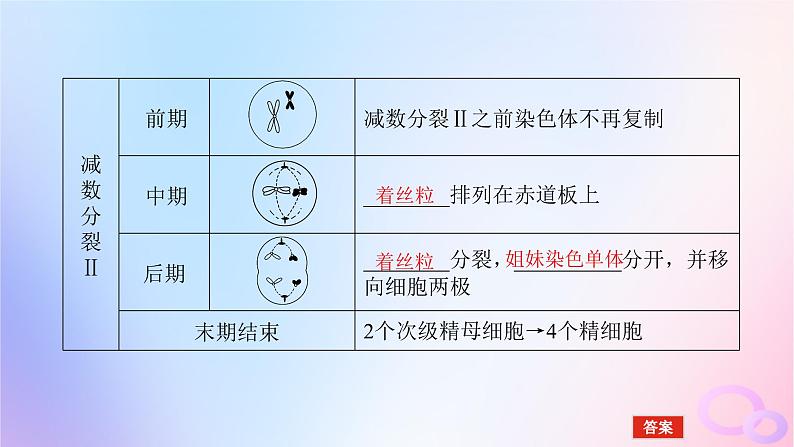 2024版新教材高中生物第2章基因和染色体的关系第1节减数分裂和受精作用第1课时减数分裂与精子和卵细胞的形成过程课件新人教版必修2第8页