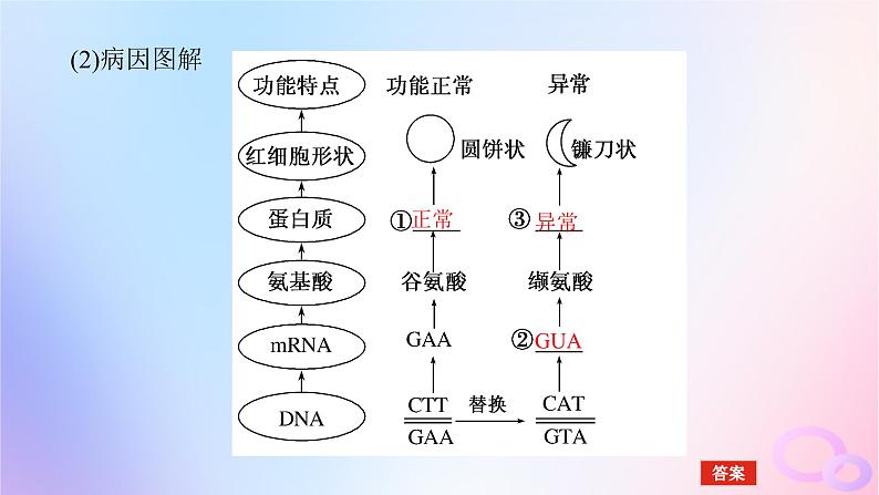 2024版新教材高中生物第5章基因突变及其他变异第1节基因突变和基因重组课件新人教版必修2第5页