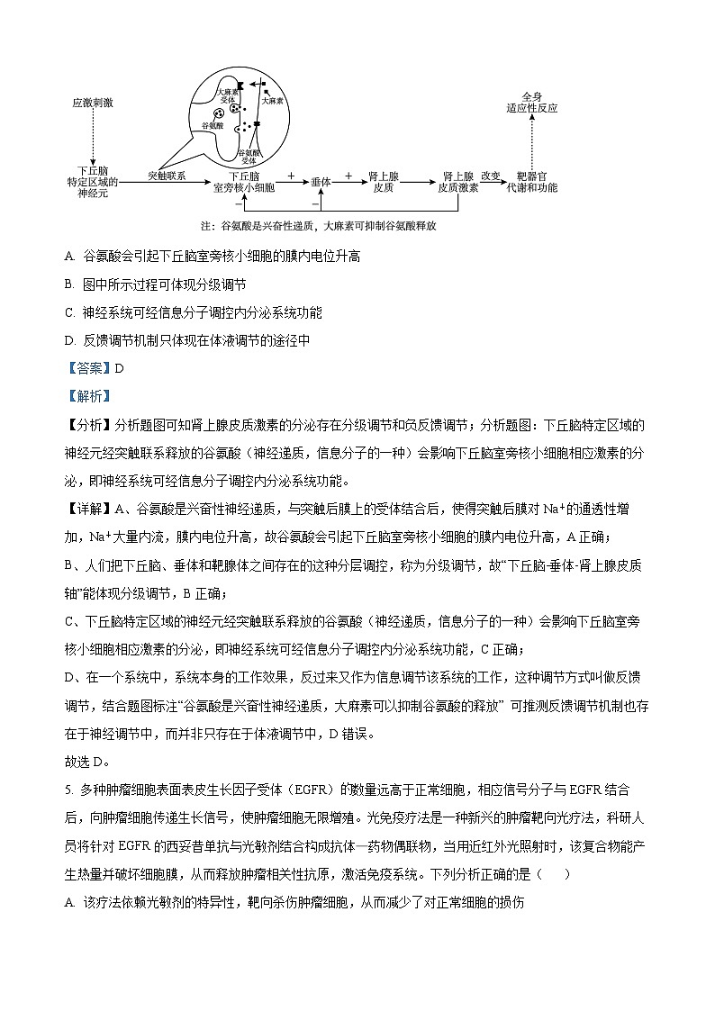 湖南省长沙市麓山国际共同体2023-2024学年高二上学期12月月考生物试题（Word版附解析）03