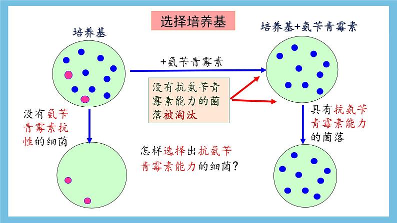 【名师特供】1.2.2《微生物的选择培养和计数》 课件 人教版高中生物选修三07