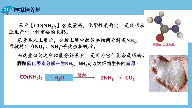 【名师特供】1.2.2《微生物的选择培养和计数》 课件 人教版高中生物选修三08