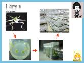 【名师特供】2.1.2《植物细胞工程的应用》 课件 人教版高中生物选修三