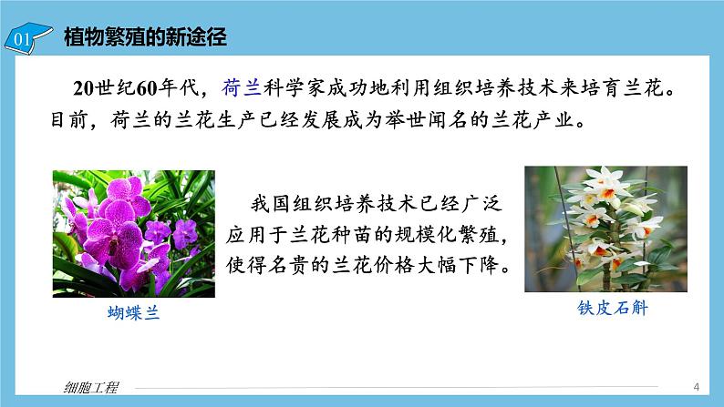 【名师特供】2.1.2《植物细胞工程的应用》 课件 人教版高中生物选修三04