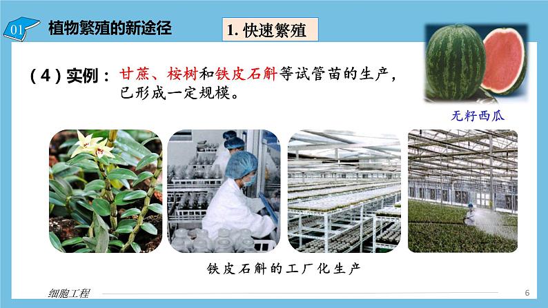 【名师特供】2.1.2《植物细胞工程的应用》 课件 人教版高中生物选修三06