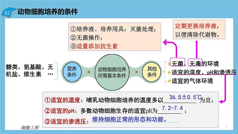 【名师特供】2.2.1《动物细胞培养》 课件 人教版高中生物选修三08