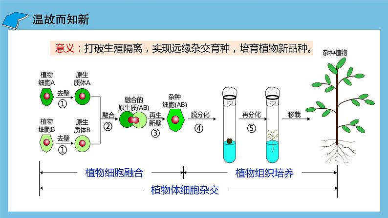 【名师特供】2.2.2《动物细胞融合技术与单克隆抗体》 课件 人教版高中生物选修三04