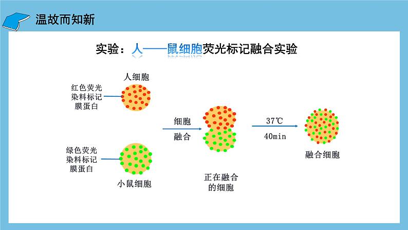 【名师特供】2.2.2《动物细胞融合技术与单克隆抗体》 课件 人教版高中生物选修三05