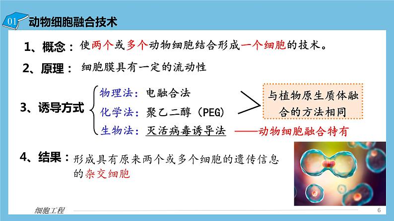 【名师特供】2.2.2《动物细胞融合技术与单克隆抗体》 课件 人教版高中生物选修三06