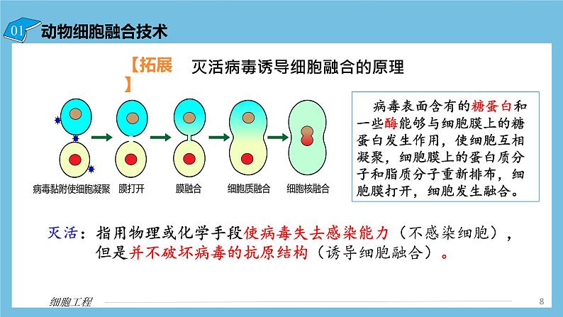 【名师特供】2.2.2《动物细胞融合技术与单克隆抗体》 课件 人教版高中生物选修三08