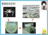 【名师特供】2.2.3《动物体细胞核移植技术和克隆动物》 课件 人教版高中生物选修三