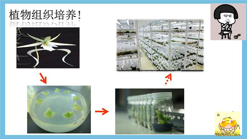 【名师特供】2.2.3《动物体细胞核移植技术和克隆动物》 课件 人教版高中生物选修三04