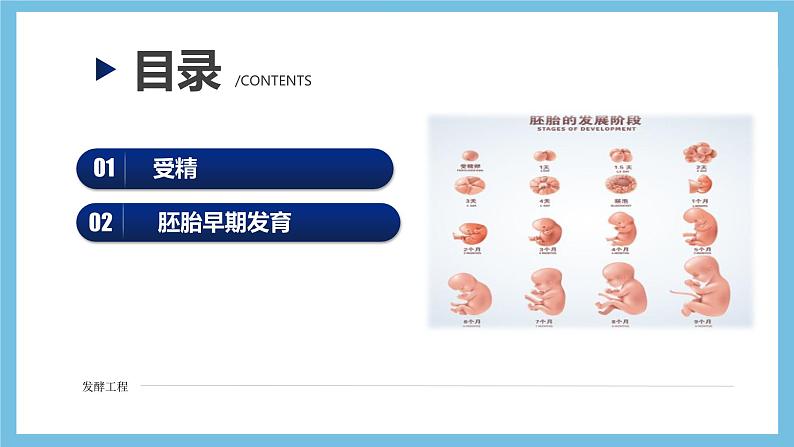 【名师特供】2.3.1《胚胎工程的理论基础》 课件 人教版高中生物选修三04