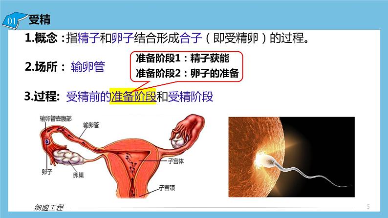 【名师特供】2.3.1《胚胎工程的理论基础》 课件 人教版高中生物选修三05