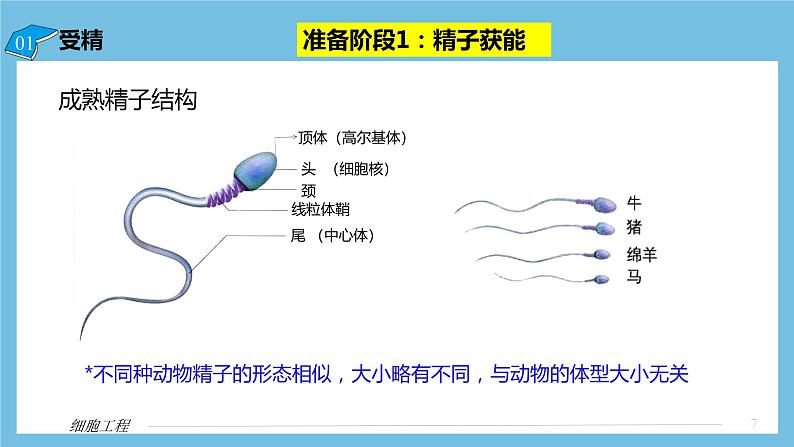 【名师特供】2.3.1《胚胎工程的理论基础》 课件 人教版高中生物选修三07