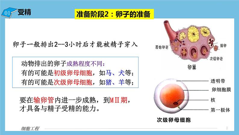 【名师特供】2.3.1《胚胎工程的理论基础》 课件 人教版高中生物选修三08