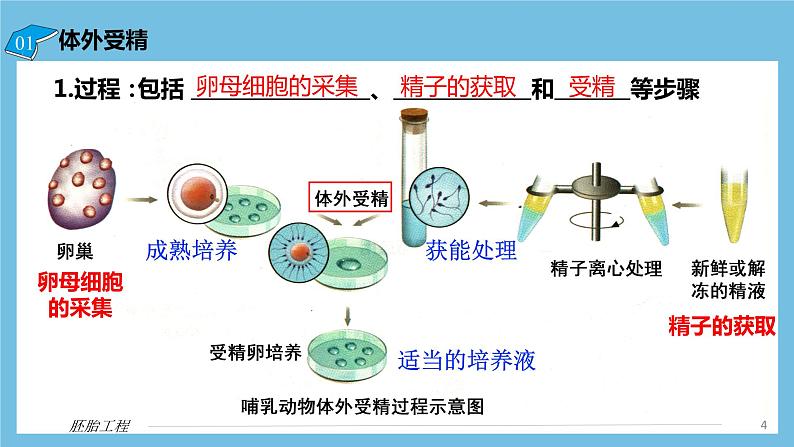 【名师特供】2.3.2《胚胎工程的操作技术》 课件 人教版高中生物选修三04