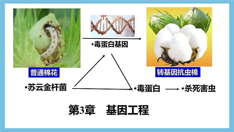 【名师特供】3.1《重组DNA技术的基本工具》 课件 人教版高中生物选修三02