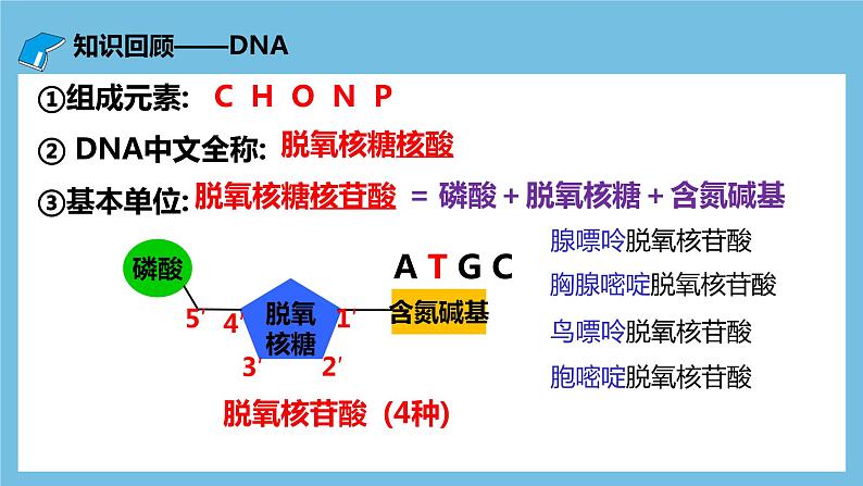 【名师特供】3.1《重组DNA技术的基本工具》 课件 人教版高中生物选修三06