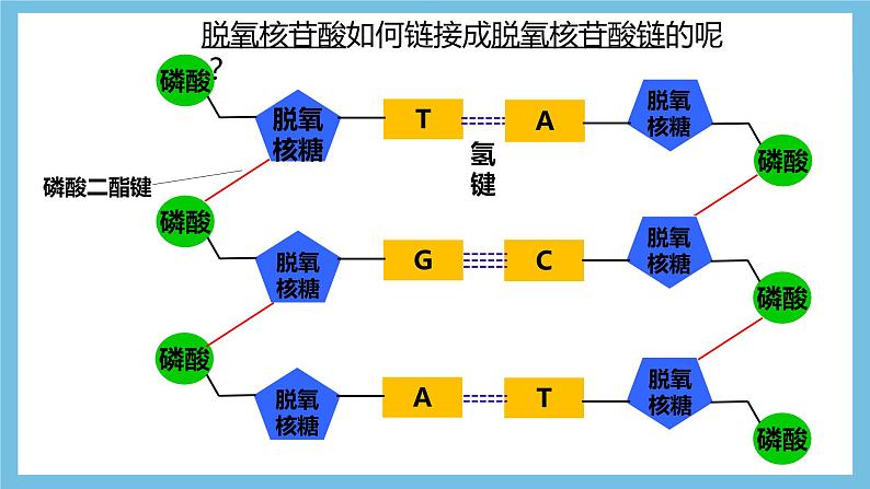 【名师特供】3.1《重组DNA技术的基本工具》 课件 人教版高中生物选修三07