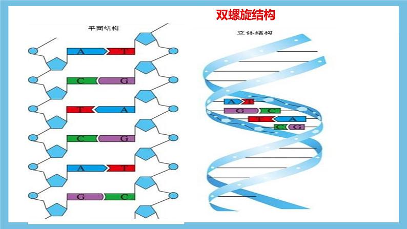 【名师特供】3.1《重组DNA技术的基本工具》 课件 人教版高中生物选修三08