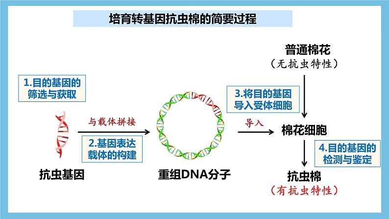 【名师特供】3.2《基因工程的基本操作程序》 课件 人教版高中生物选修三03