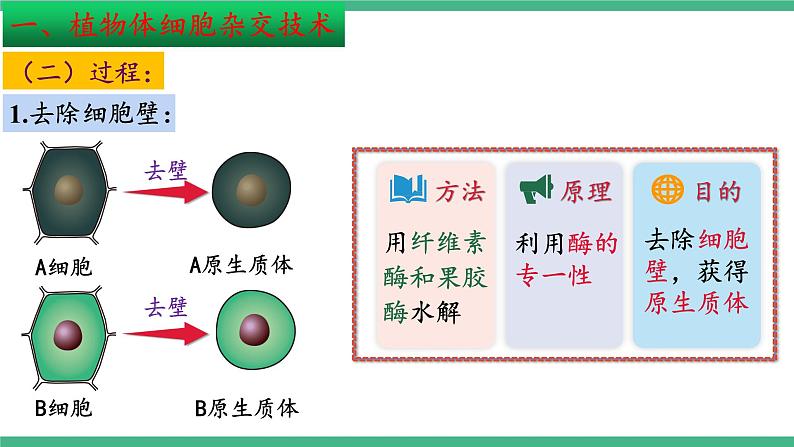 【名师特供】2.1《植物细胞工程》（第2课时） 课件 人教版高中生物选修三07