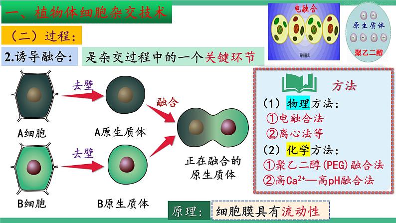 【名师特供】2.1《植物细胞工程》（第2课时） 课件 人教版高中生物选修三08
