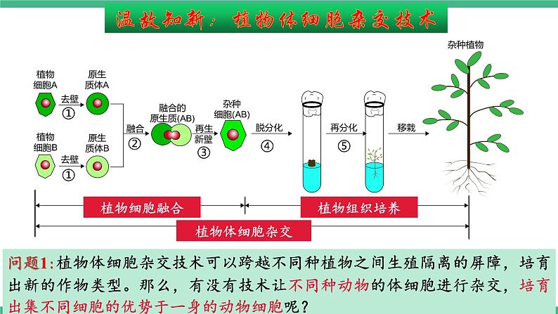 【名师特供】2.2《动物细胞工程》（第3课时） 课件 人教版高中生物选修三第3页