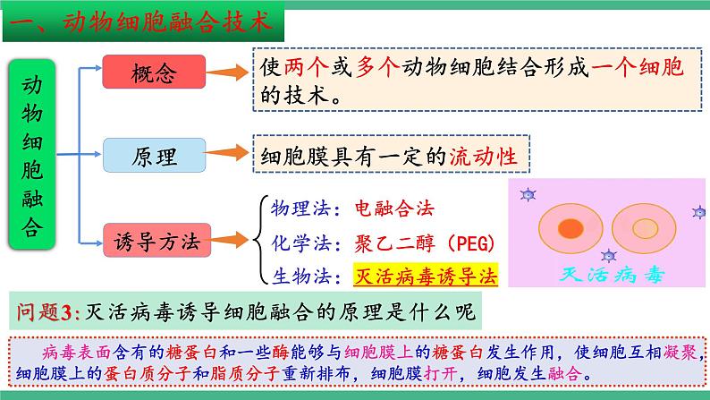 【名师特供】2.2《动物细胞工程》（第3课时） 课件 人教版高中生物选修三第5页