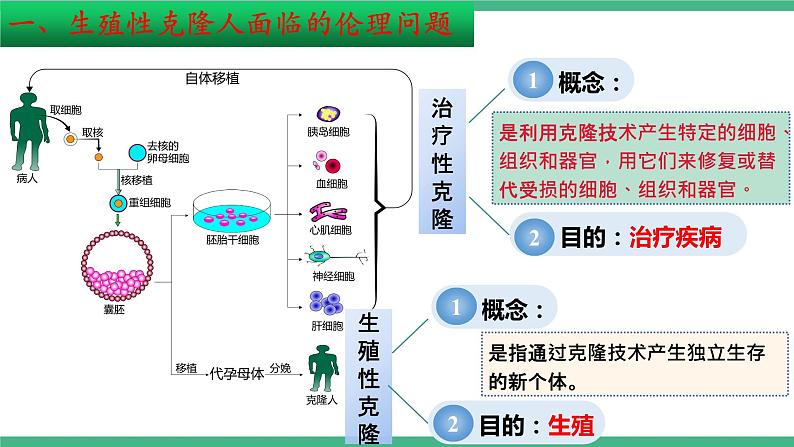 【名师特供】4.2《关注生殖性克隆人》 课件 人教版高中生物选修三06