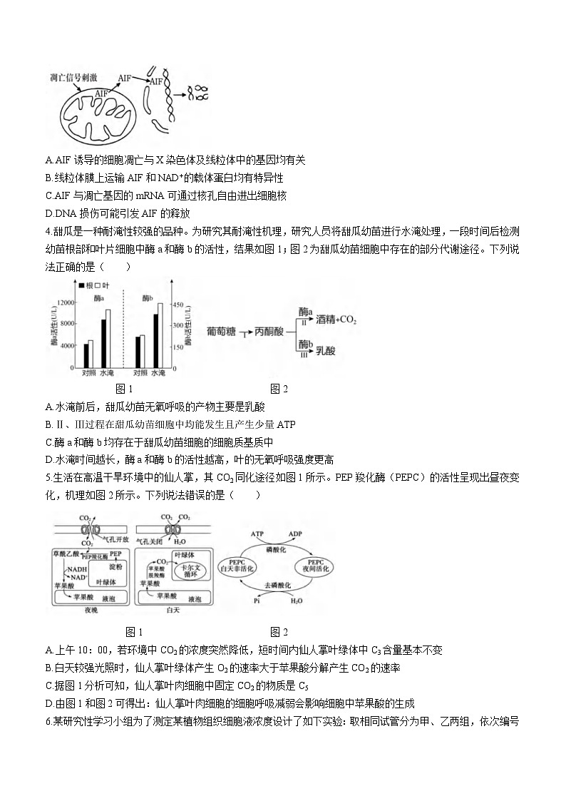 重庆市育才中学、万州高级中学及西南大学附中2024届高三上学期12月三校联考生物试题02