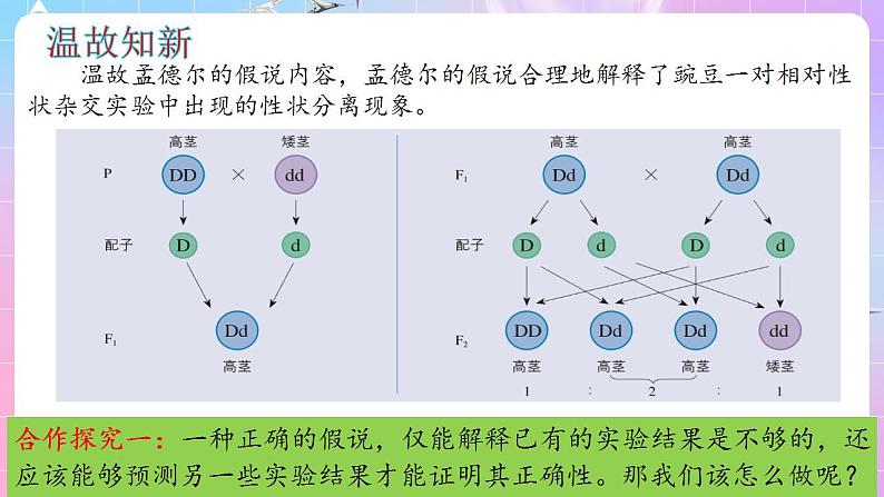 1.1《孟德尔的豌豆杂交实验（一）》（第2课时） 课件 人教版高中生物必修二第3页