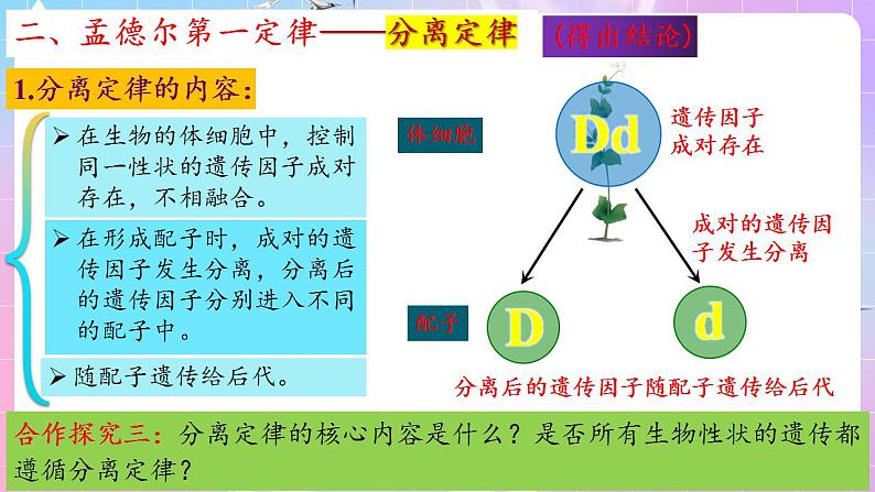 1.1《孟德尔的豌豆杂交实验（一）》（第2课时） 课件 人教版高中生物必修二第7页