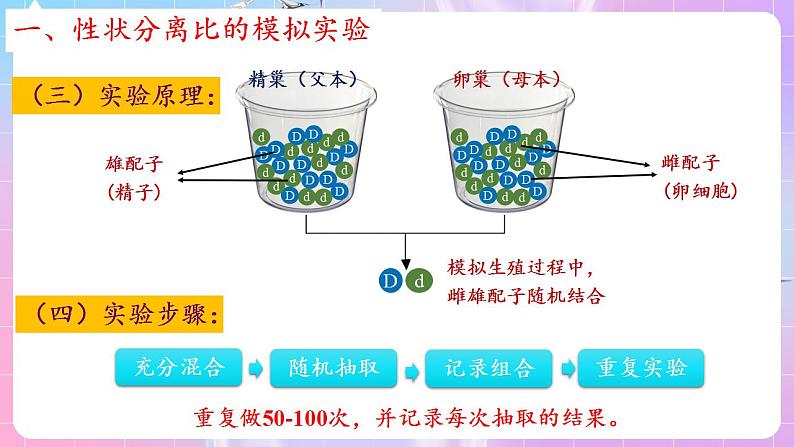 1.1《孟德尔的豌豆杂交实验（一）》（第3课时） 课件 人教版高中生物必修二06