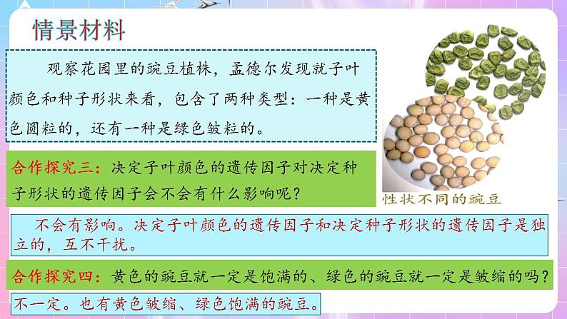 1.2《孟德尔的豌豆杂交实验（二）》（第1课时） 课件 人教版高中生物必修二第4页