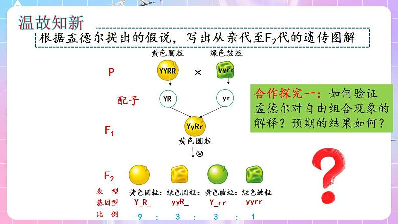 1.2《孟德尔的豌豆杂交实验（二）》（第2课时） 课件 人教版高中生物必修二03