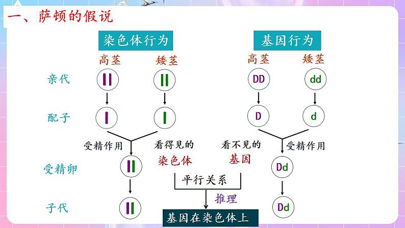 2.2《基因在染色体上》 课件 人教版高中生物必修二05